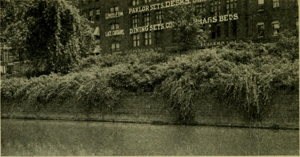 An illustration from Vines and how to grow them; a manual of climbing plants for flower, foliage and fruit effects, both ornamental and useful, including those shrubs and similar forms that may be used as vines, 1911, leaf 191