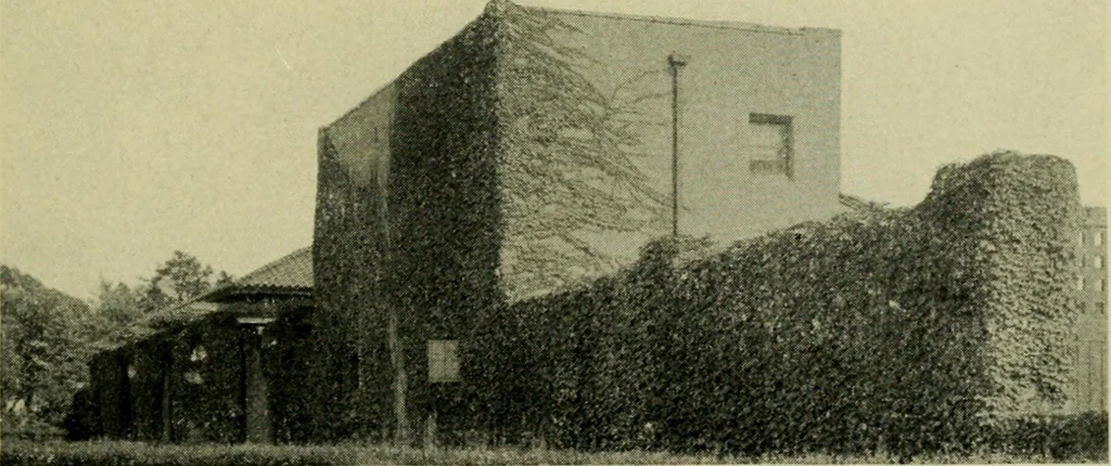 An illustration from Vines and how to grow them; a manual of climbing plants for flower, foliage and fruit effects, both ornamental and useful, including those shrubs and similar forms that may be used as vines, 1911, leaf 208