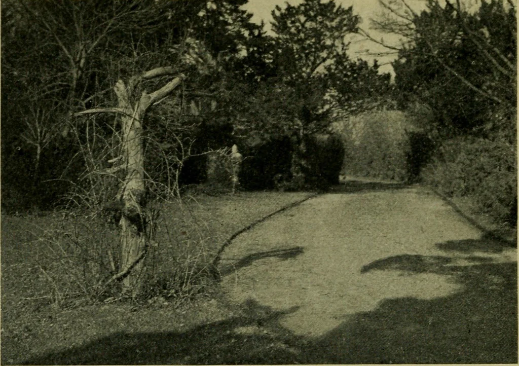 An illustration from Vines and how to grow them; a manual of climbing plants for flower, foliage and fruit effects, both ornamental and useful, including those shrubs and similar forms that may be used as vines, 1911, leaf 209