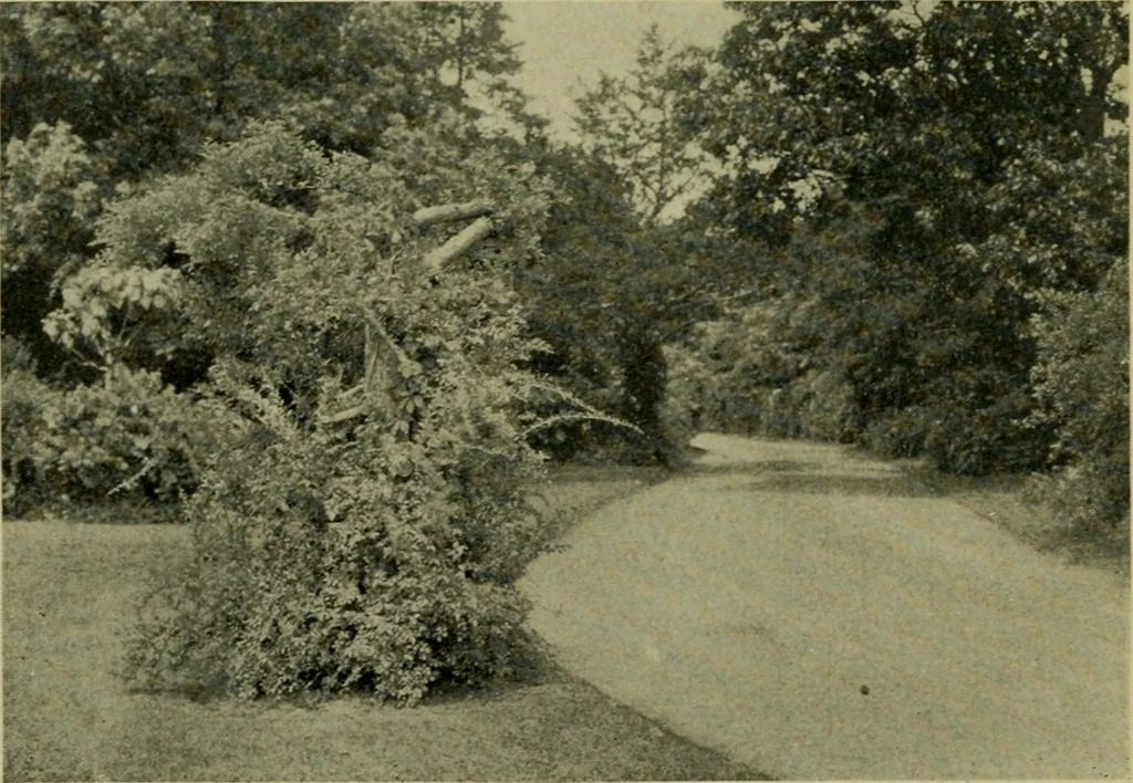 An illustration from Vines and how to grow them; a manual of climbing plants for flower, foliage and fruit effects, both ornamental and useful, including those shrubs and similar forms that may be used as vines, 1911, leaf 209