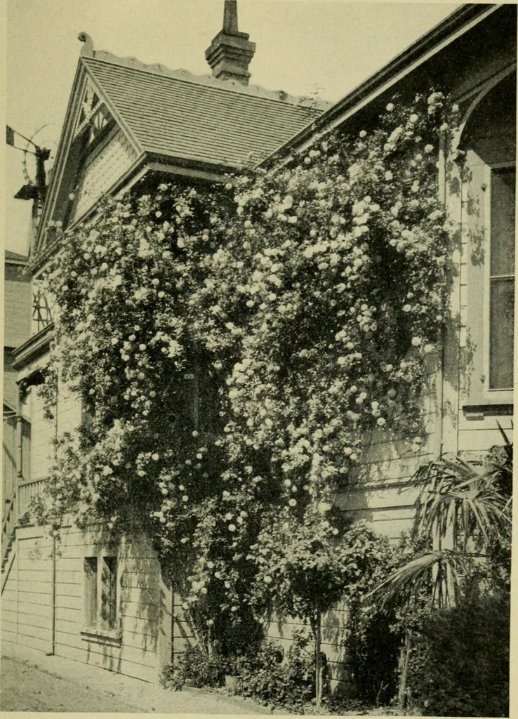 An illustration from Vines and how to grow them; a manual of climbing plants for flower, foliage and fruit effects, both ornamental and useful, including those shrubs and similar forms that may be used as vines, 1911, leaf 226
