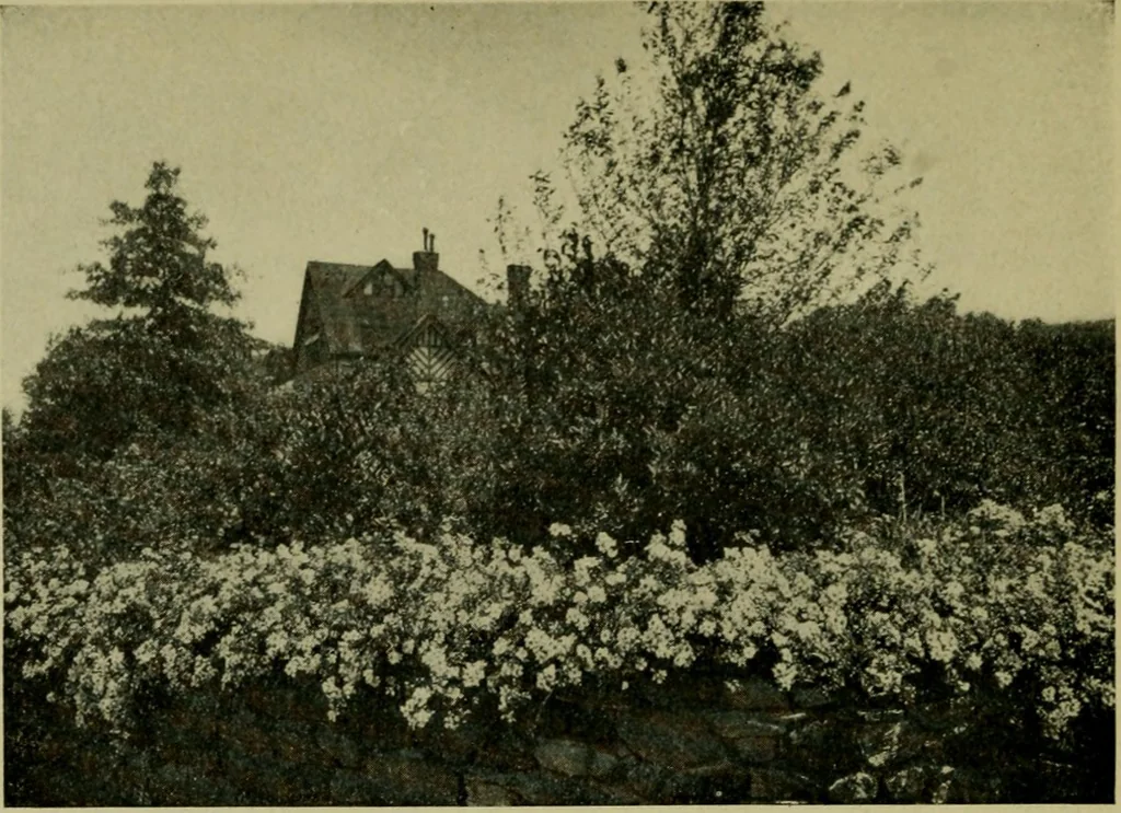 An illustration from Vines and how to grow them; a manual of climbing plants for flower, foliage and fruit effects, both ornamental and useful, including those shrubs and similar forms that may be used as vines, 1911, leaf 227