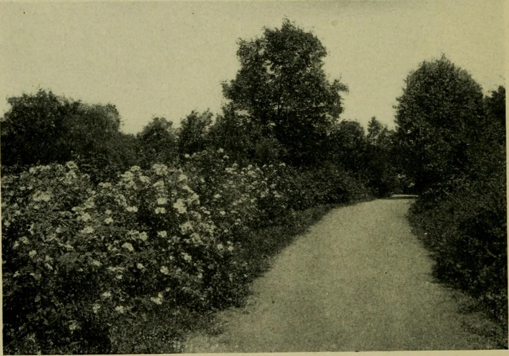 An illustration from Vines and how to grow them; a manual of climbing plants for flower, foliage and fruit effects, both ornamental and useful, including those shrubs and similar forms that may be used as vines, 1911, leaf 227