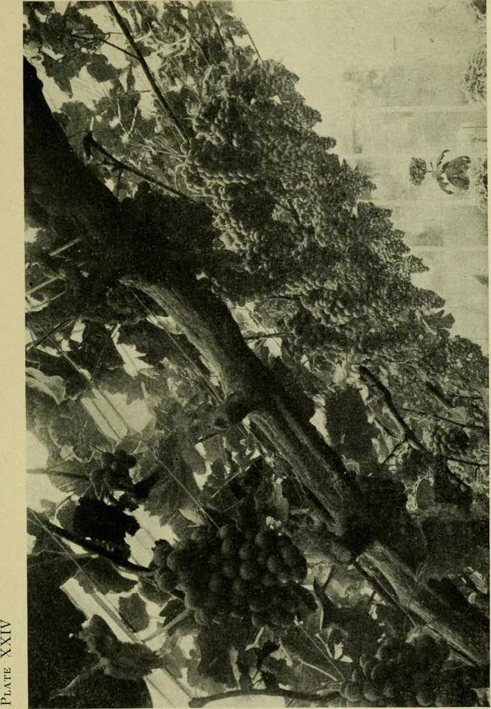 An illustration from Vines and how to grow them; a manual of climbing plants for flower, foliage and fruit effects, both ornamental and useful, including those shrubs and similar forms that may be used as vines, 1911, leaf 244