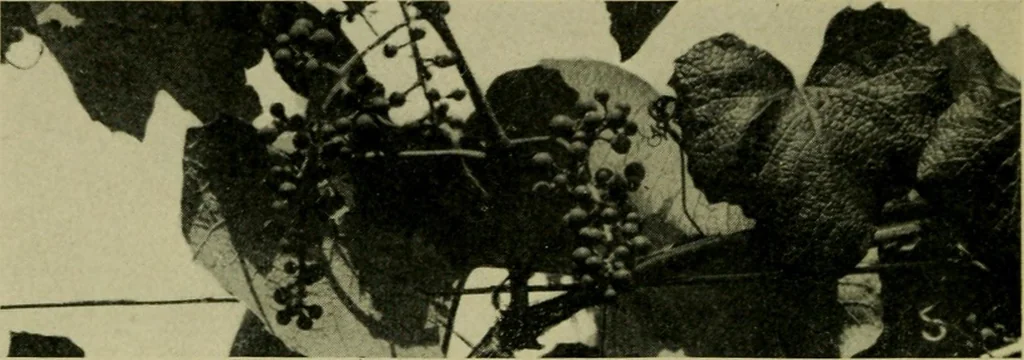 An illustration from Vines and how to grow them; a manual of climbing plants for flower, foliage and fruit effects, both ornamental and useful, including those shrubs and similar forms that may be used as vines, 1911, leaf 245