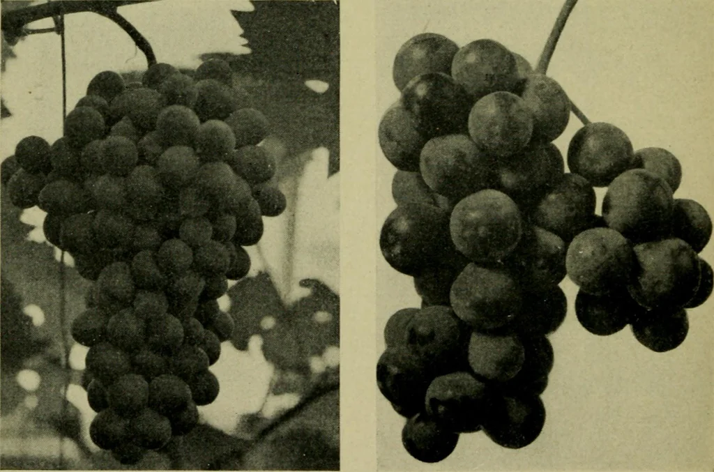 An illustration from Vines and how to grow them; a manual of climbing plants for flower, foliage and fruit effects, both ornamental and useful, including those shrubs and similar forms that may be used as vines, 1911, leaf 245
