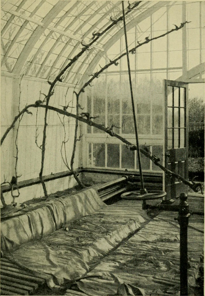 An illustration from Vines and how to grow them; a manual of climbing plants for flower, foliage and fruit effects, both ornamental and useful, including those shrubs and similar forms that may be used as vines, 1911, leaf 262