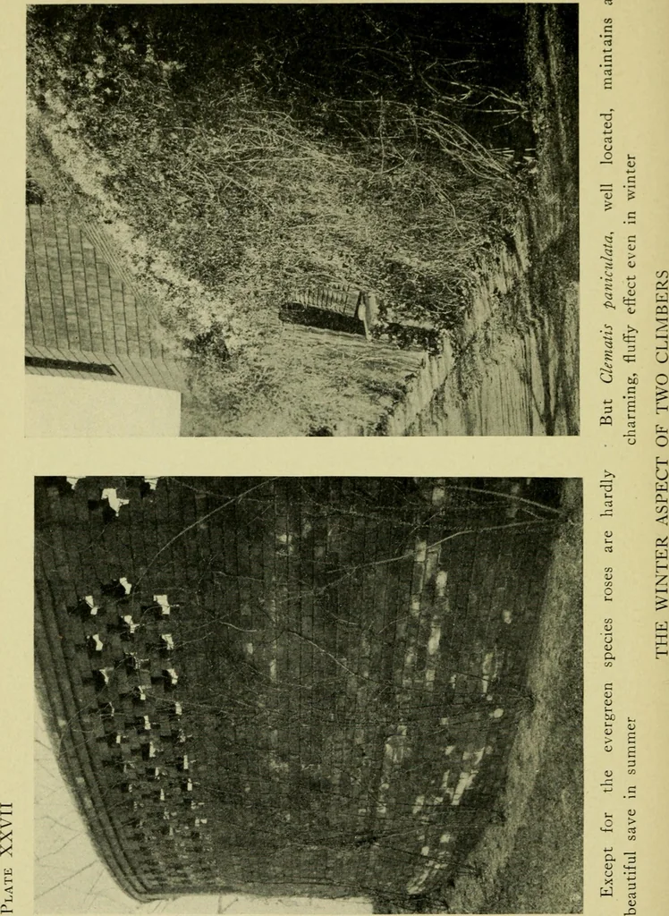 An illustration from Vines and how to grow them; a manual of climbing plants for flower, foliage and fruit effects, both ornamental and useful, including those shrubs and similar forms that may be used as vines, 1911, leaf 263