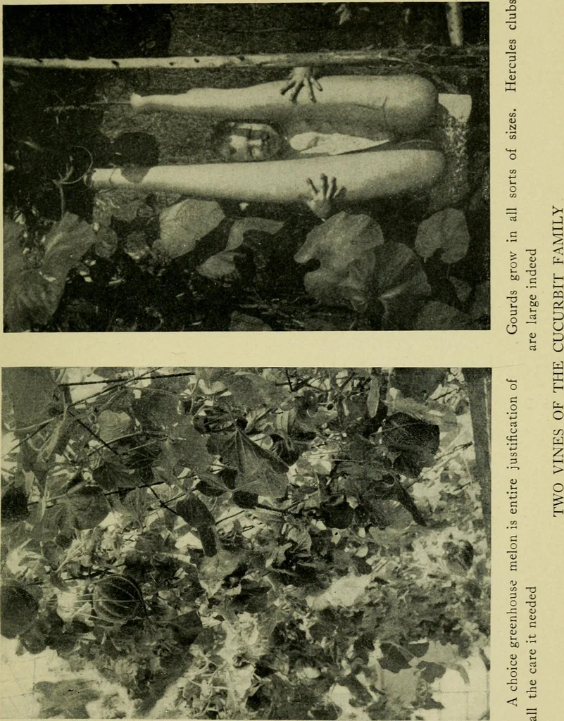 An illustration from Vines and how to grow them; a manual of climbing plants for flower, foliage and fruit effects, both ornamental and useful, including those shrubs and similar forms that may be used as vines, 1911, leaf 280