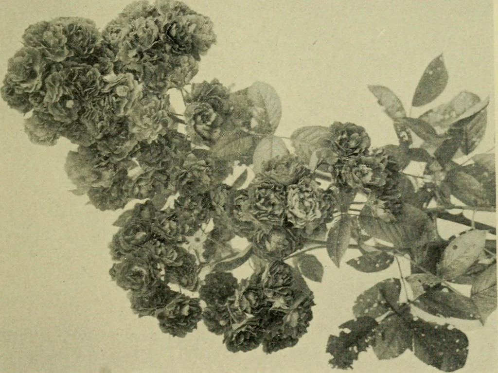 An illustration from Vines and how to grow them; a manual of climbing plants for flower, foliage and fruit effects, both ornamental and useful, including those shrubs and similar forms that may be used as vines, 1911, leaf 298