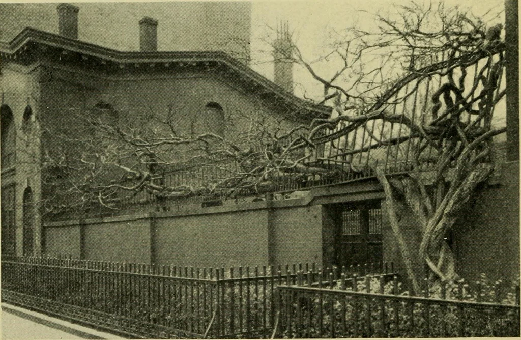 An illustration from Vines and how to grow them; a manual of climbing plants for flower, foliage and fruit effects, both ornamental and useful, including those shrubs and similar forms that may be used as vines, 1911, leaf 299