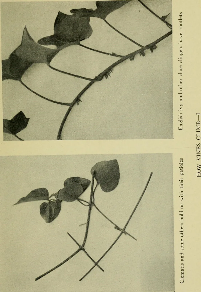 An illustration from Vines and how to grow them; a manual of climbing plants for flower, foliage and fruit effects, both ornamental and useful, including those shrubs and similar forms that may be used as vines, 1911, leaf 30