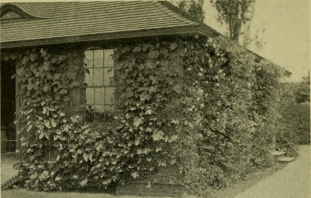 An illustration from Vines and how to grow them; a manual of climbing plants for flower, foliage and fruit effects, both ornamental and useful, including those shrubs and similar forms that may be used as vines, 1911, leaf 49