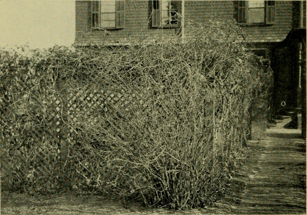 An illustration from Vines and how to grow them; a manual of climbing plants for flower, foliage and fruit effects, both ornamental and useful, including those shrubs and similar forms that may be used as vines, 1911, leaf 49