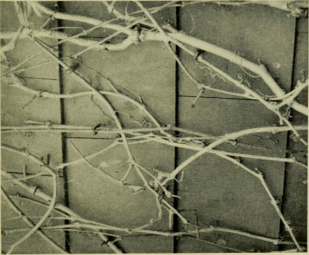 An illustration from Vines and how to grow them; a manual of climbing plants for flower, foliage and fruit effects, both ornamental and useful, including those shrubs and similar forms that may be used as vines, 1911, leaf 66