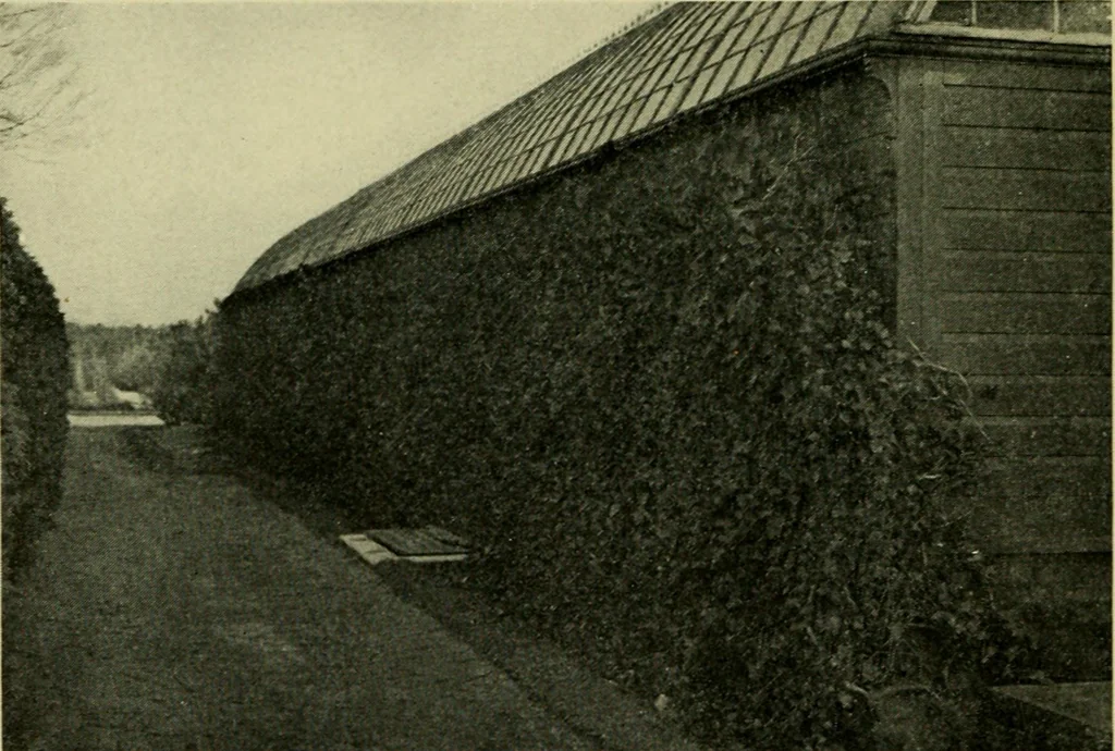 An illustration from Vines and how to grow them; a manual of climbing plants for flower, foliage and fruit effects, both ornamental and useful, including those shrubs and similar forms that may be used as vines, 1911, leaf 67