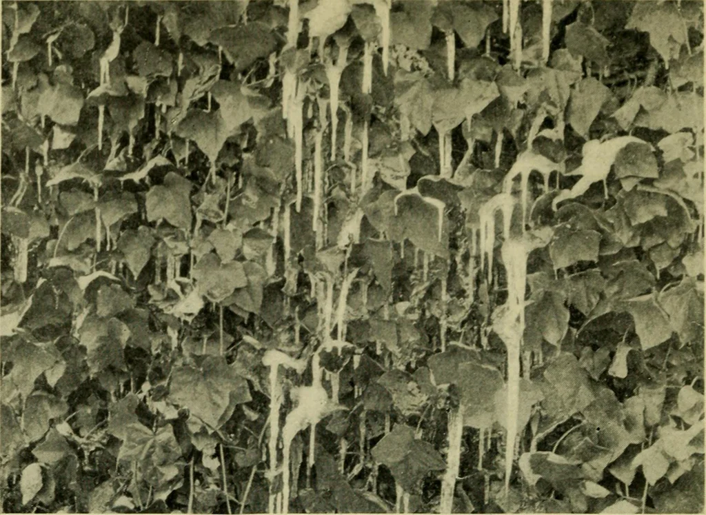 An illustration from Vines and how to grow them; a manual of climbing plants for flower, foliage and fruit effects, both ornamental and useful, including those shrubs and similar forms that may be used as vines, 1911, leaf 67