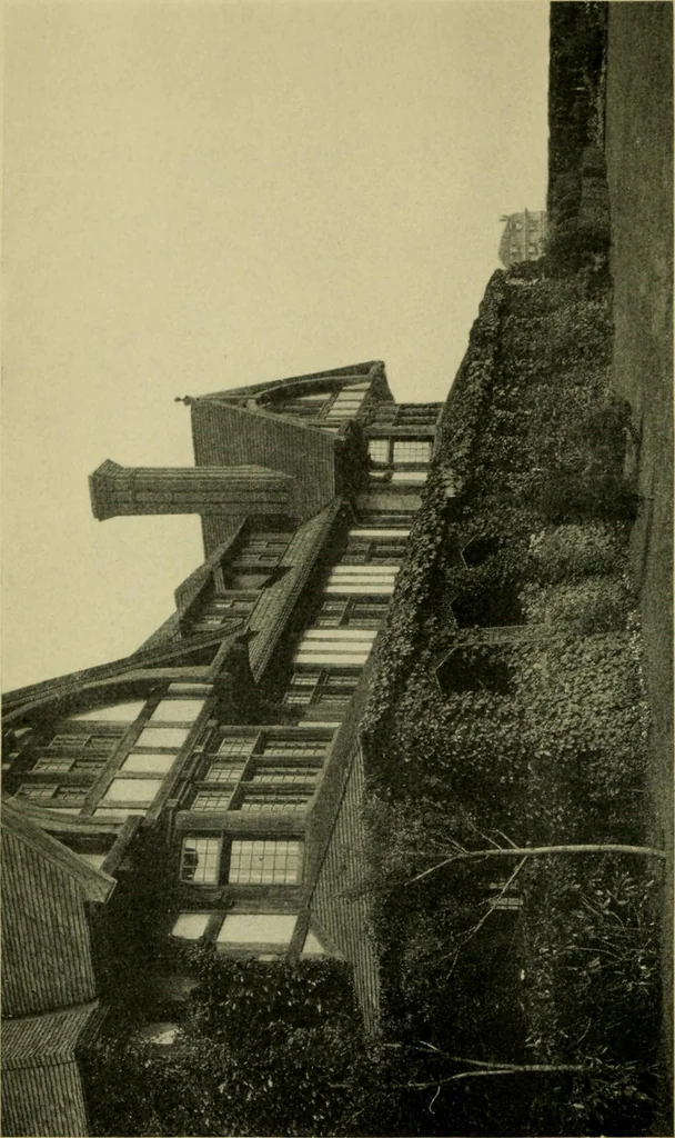 An illustration from Vines and how to grow them; a manual of climbing plants for flower, foliage and fruit effects, both ornamental and useful, including those shrubs and similar forms that may be used as vines, 1911, leaf 7