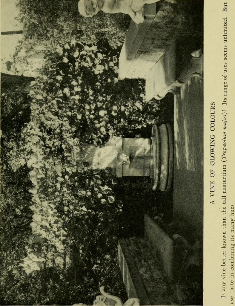 An illustration from Vines and how to grow them; a manual of climbing plants for flower, foliage and fruit effects, both ornamental and useful, including those shrubs and similar forms that may be used as vines, 1911, leaf 84