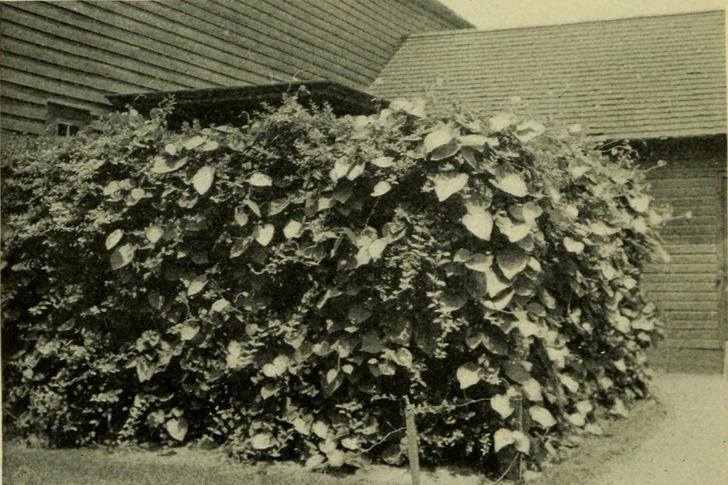 An illustration from Vines and how to grow them; a manual of climbing plants for flower, foliage and fruit effects, both ornamental and useful, including those shrubs and similar forms that may be used as vines, 1911, leaf 85