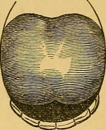 An illustration from Visible speech, the science of universal alphabets, : or Self-interpreting physiological letters, for the writing of all languages in one alphabet ; illustrated by tables, diagrams, and examples, 1867, leaf 77