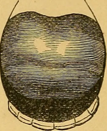 An illustration from Visible speech, the science of universal alphabets, : or Self-interpreting physiological letters, for the writing of all languages in one alphabet ; illustrated by tables, diagrams, and examples, 1867, leaf 77