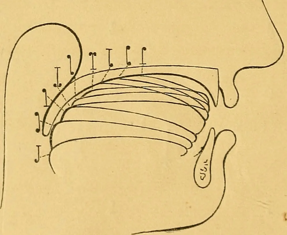 An illustration from Visible speech, the science of universal alphabets, : or Self-interpreting physiological letters, for the writing of all languages in one alphabet ; illustrated by tables, diagrams, and examples, 1867, leaf 77