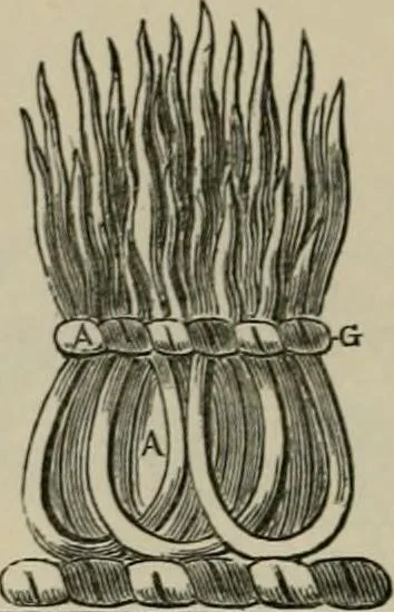An illustration from The visitation of London : anno Domini 1633, 1634, and 1635. Made by Sr. Henry St. George, kt., Richmond herald, and deputy and marshal to Sr. Richard St. George, kt., Clarencieux king of armes, 1880, leaf 783