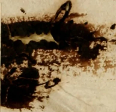 An illustration from Vita dell' inclito et santissimo Domenico patriarca del sagro ordine de predicatori, 1572, leaf 1