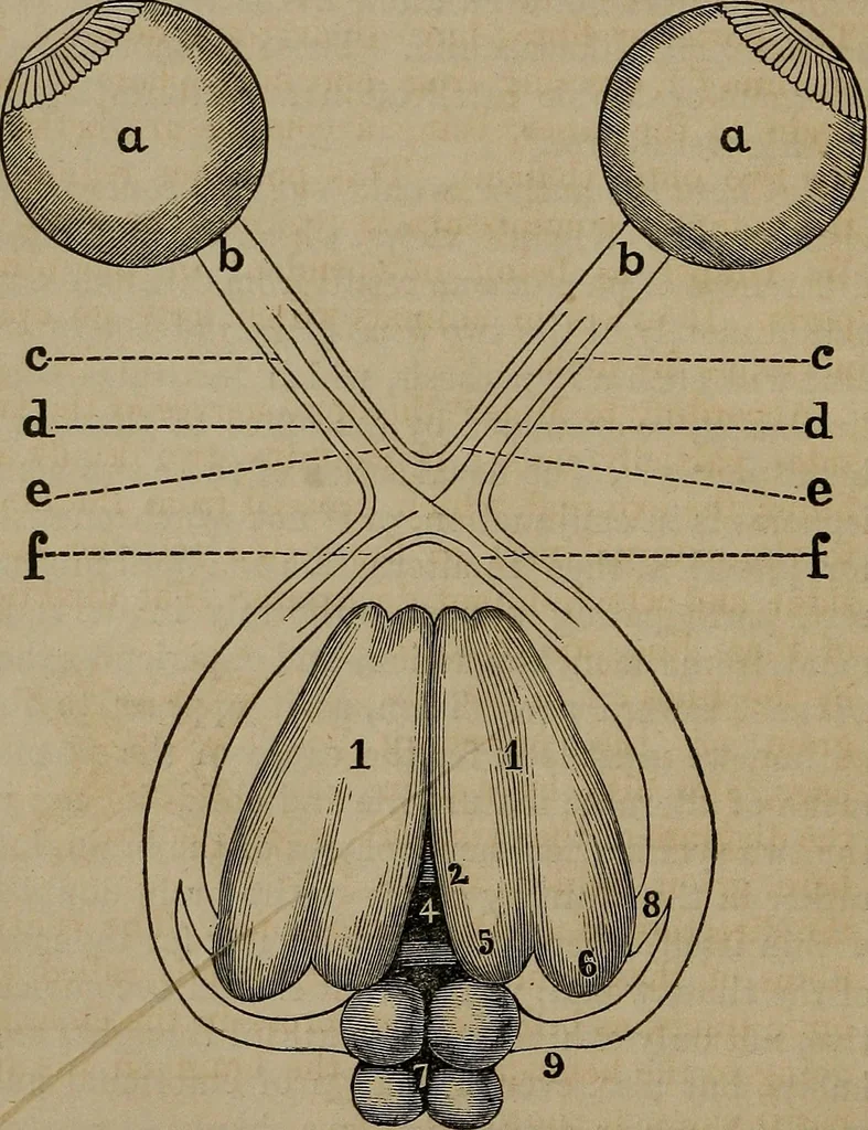 An illustration from Vital resources;, 1869, leaf 61