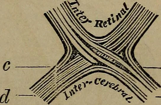 An illustration from Vital resources;, 1869, leaf 62