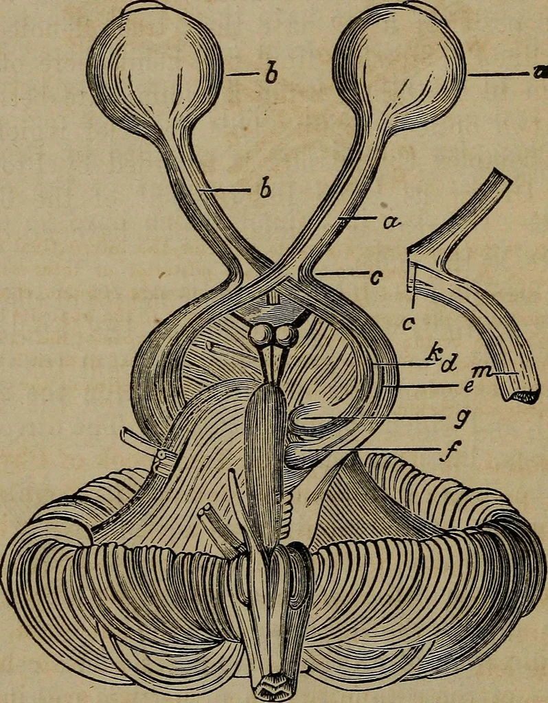 An illustration from Vital resources;, 1869, leaf 63