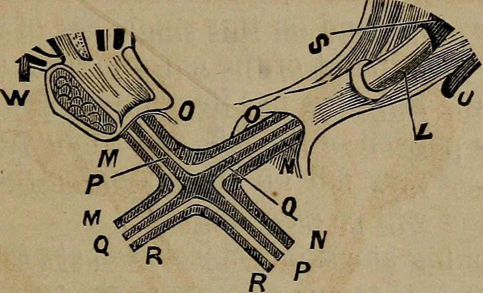 An illustration from Vital resources;, 1869, leaf 64