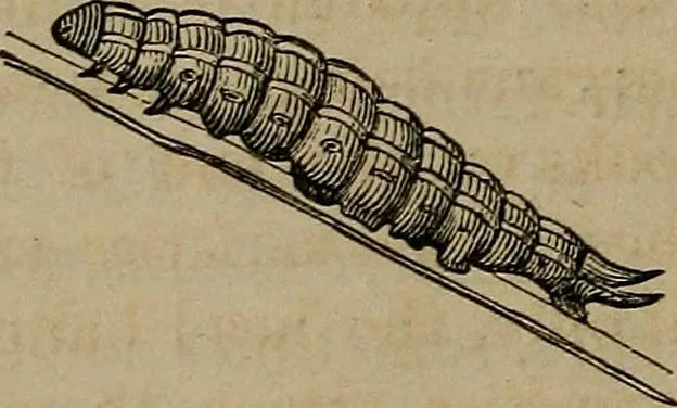 An illustration from Vital resources;, 1869, leaf 75