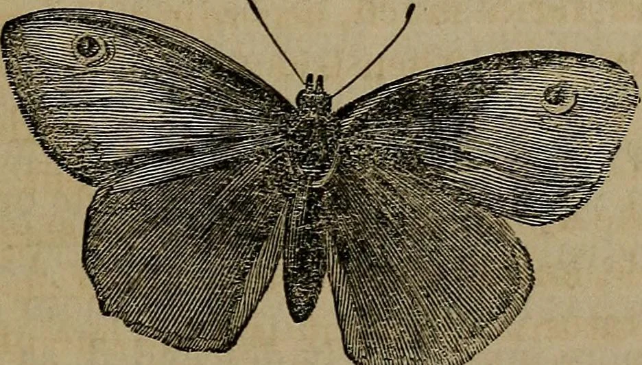 An illustration from Vital resources;, 1869, leaf 78