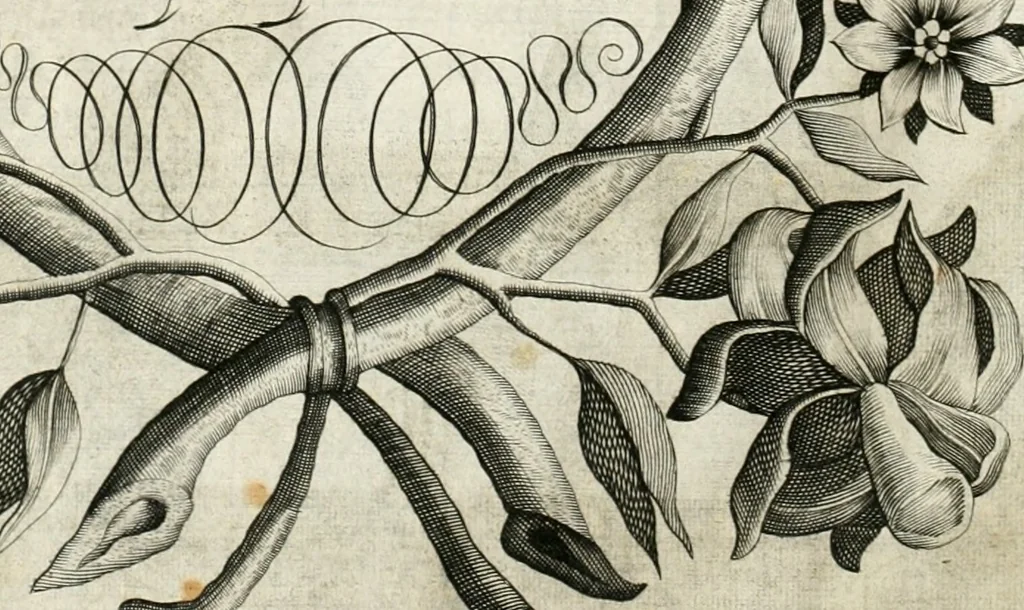 An illustration from Vita post vitam, 1662, leaf 13
