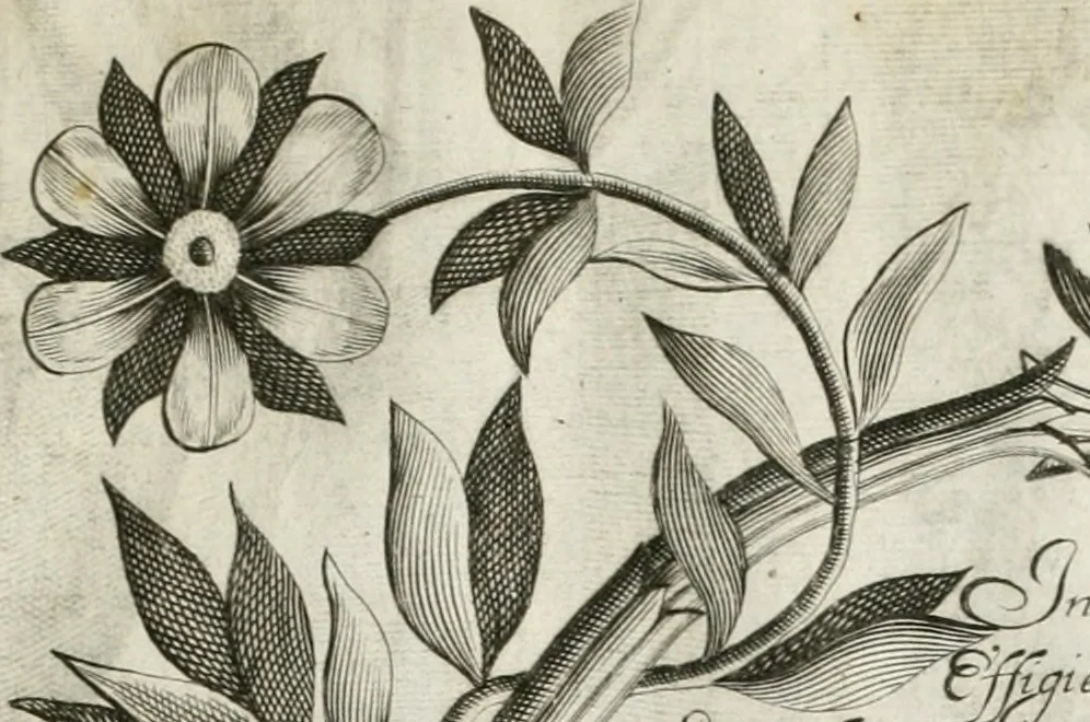 An illustration from Vita post vitam, 1662, leaf 14