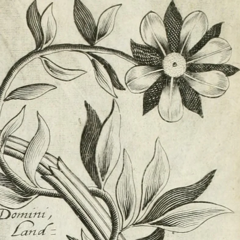 An illustration from Vita post vitam, 1662, leaf 14