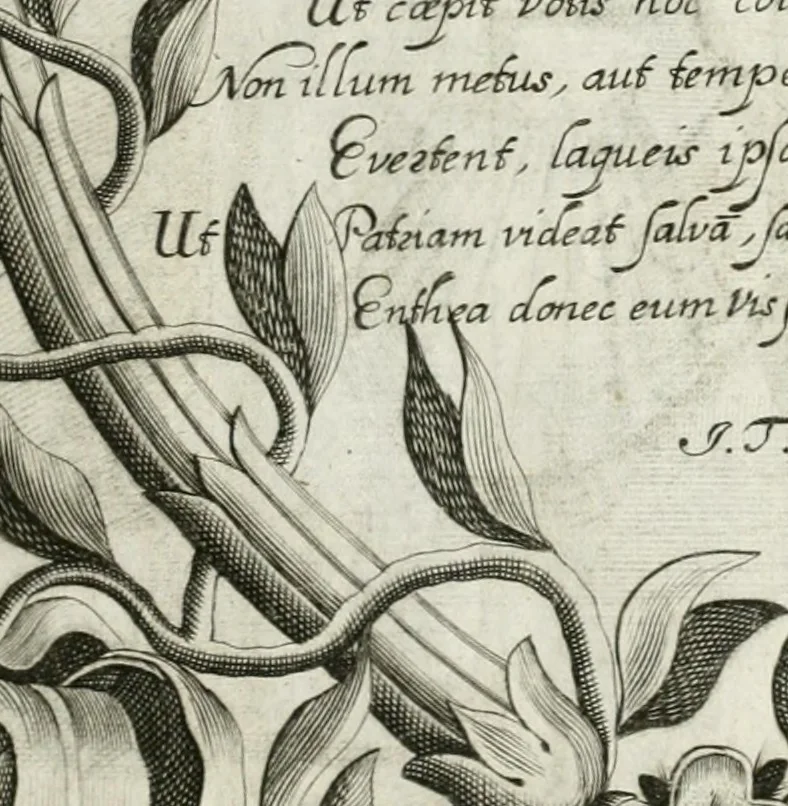 An illustration from Vita post vitam, 1662, leaf 14