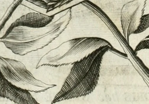 An illustration from Vita post vitam, 1662, leaf 17