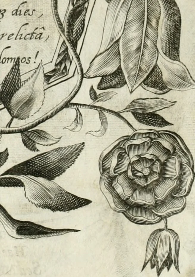 An illustration from Vita post vitam, 1662, leaf 17