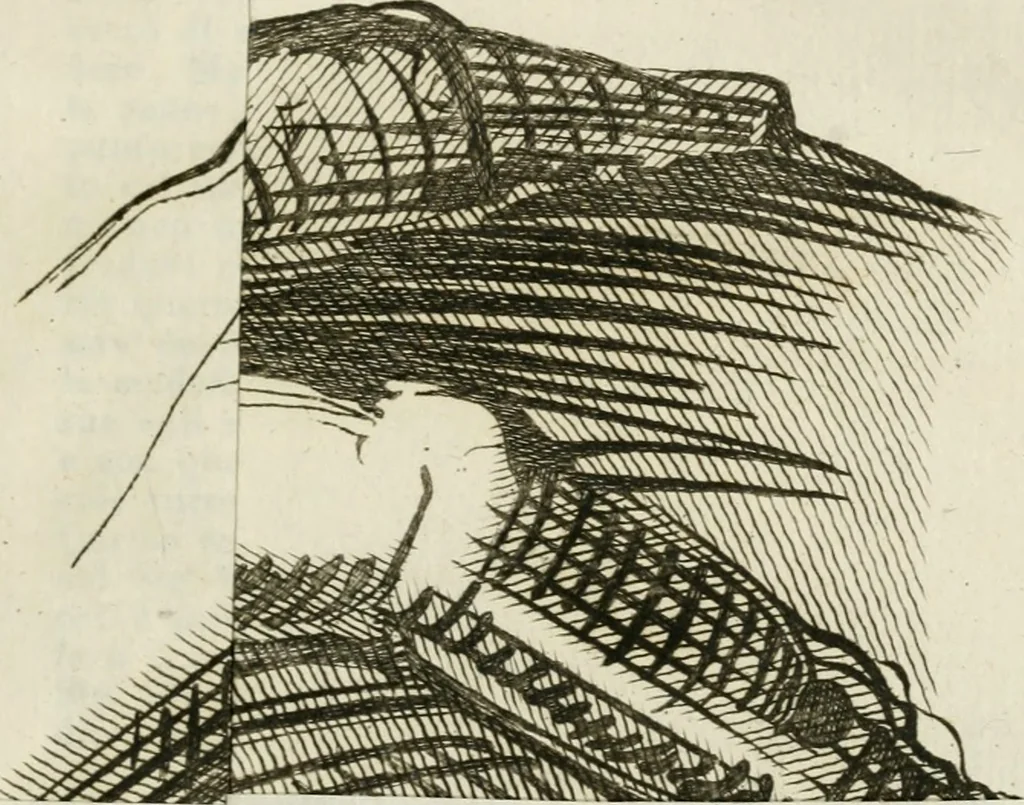 An illustration from Vite de' più eccellenti pittori, scultori e architetti, 1791, leaf 52