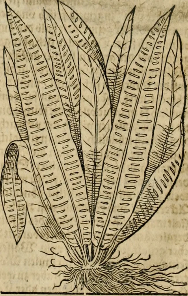 An illustration from Vitruuius, des aller namhafftigisten vnnd hocherfahrnesten, römischen Architecti, vnnd kunstreichen Werck oder Bawmeisters, Marci Vitruuij Pollionis, zehen Bücher von der Architectur vnd künstlichem Bawen ..., 1614, leaf 105