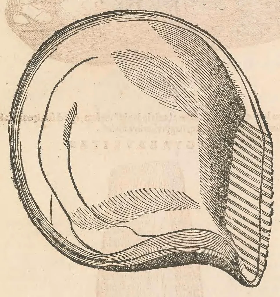 An illustration from Vlyssis Aldrouandi patricii Bononiensis Musaeum metallicum : in libros iiii distributum, 1648, leaf 101
