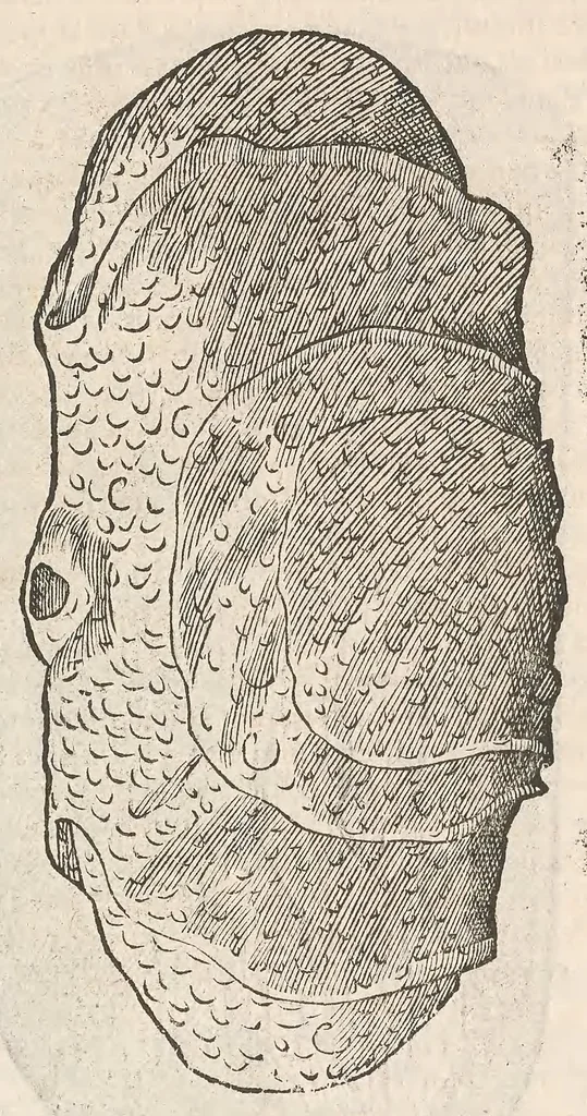 An illustration from Vlyssis Aldrouandi patricii Bononiensis Musaeum metallicum : in libros iiii distributum, 1648, leaf 125