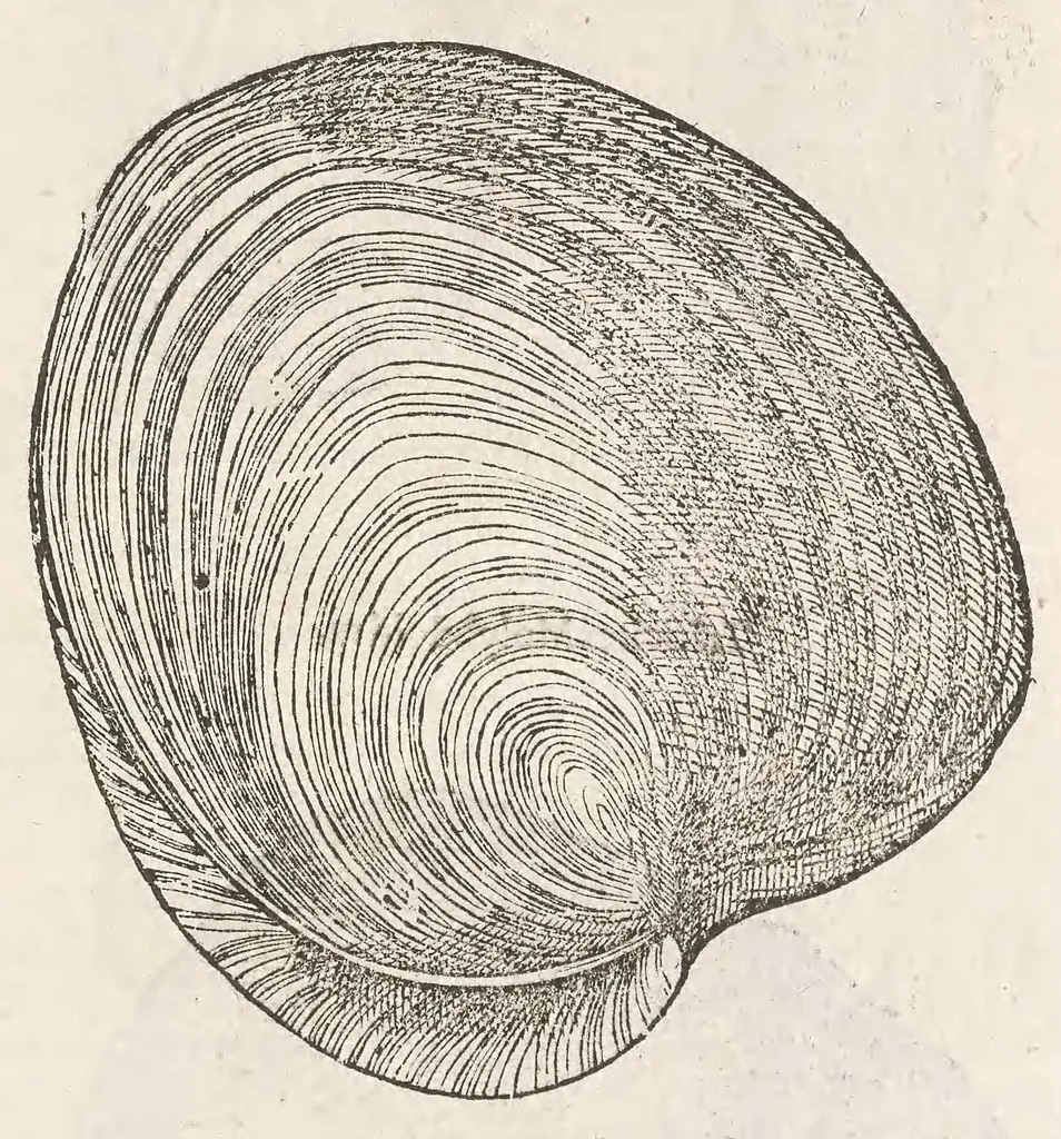 An illustration from Vlyssis Aldrouandi patricii Bononiensis Musaeum metallicum : in libros iiii distributum, 1648, leaf 183