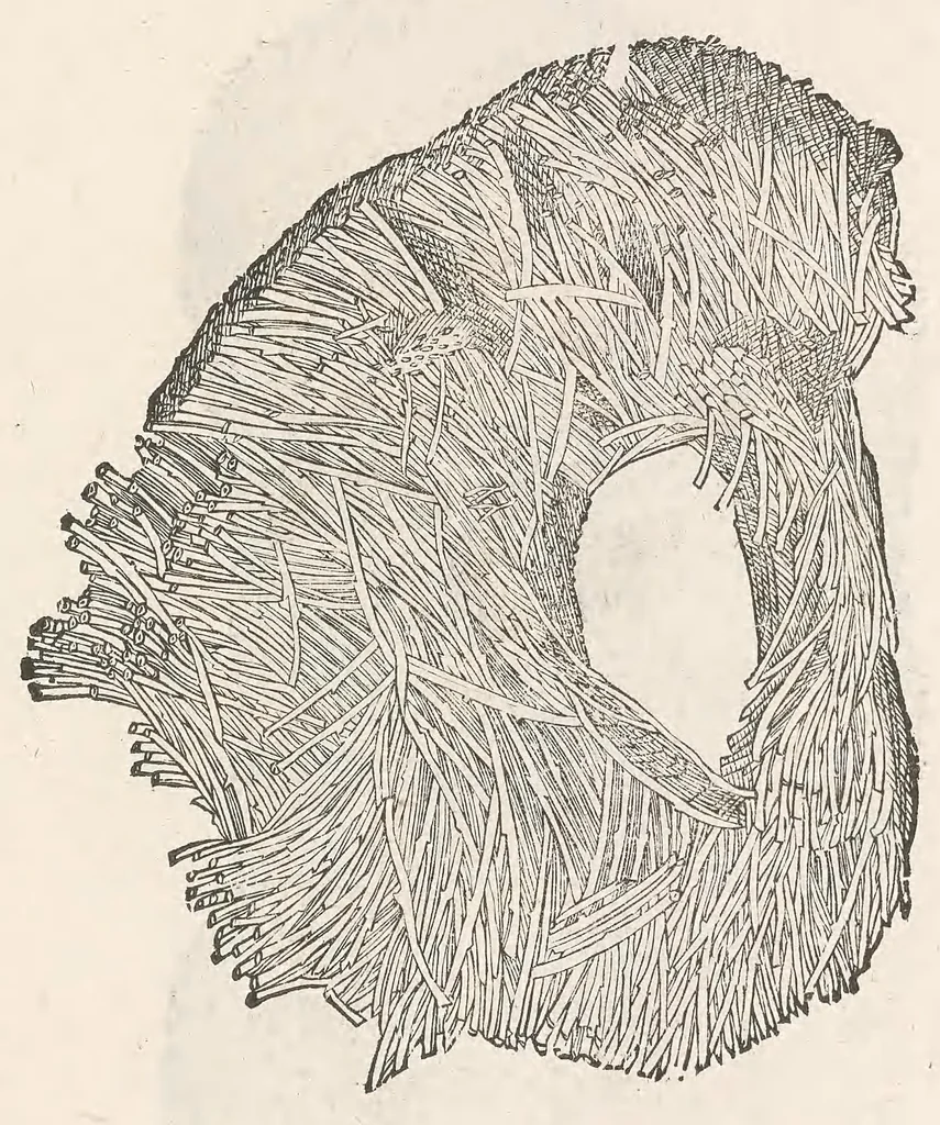 An illustration from Vlyssis Aldrouandi patricii Bononiensis Musaeum metallicum : in libros iiii distributum, 1648, leaf 295