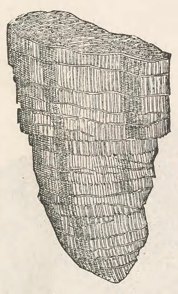 An illustration from Vlyssis Aldrouandi patricii Bononiensis Musaeum metallicum : in libros iiii distributum, 1648, leaf 305