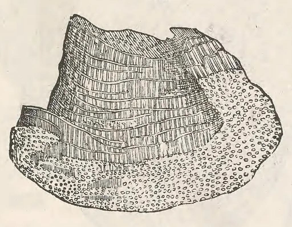An illustration from Vlyssis Aldrouandi patricii Bononiensis Musaeum metallicum : in libros iiii distributum, 1648, leaf 305
