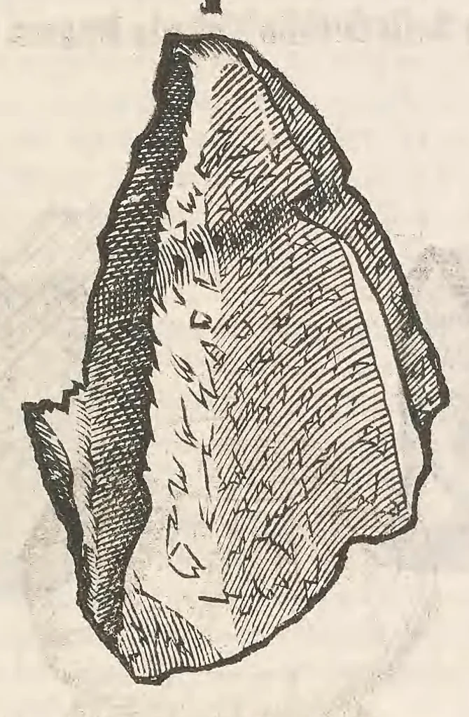 An illustration from Vlyssis Aldrouandi patricii Bononiensis Musaeum metallicum : in libros iiii distributum, 1648, leaf 317